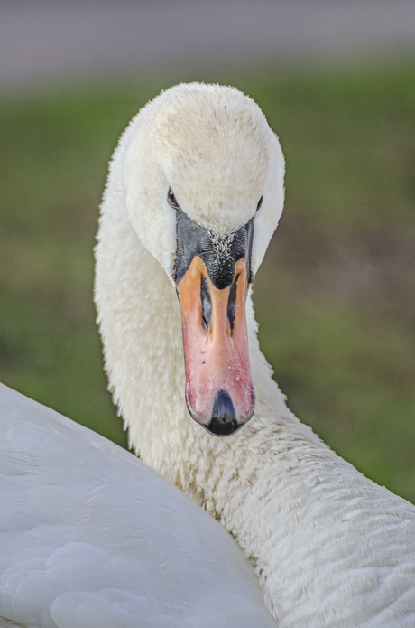 Portret Zwaan