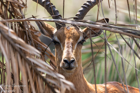 Mannelijke Impala