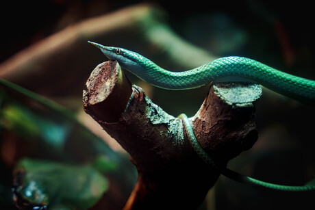 Vietnamese neusslang