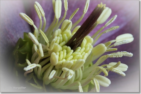 Macro van Helleborus