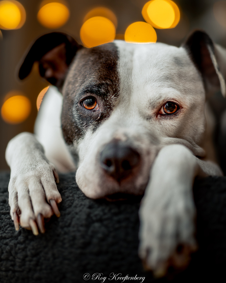 Fijne feestdagen van Nala 🐾