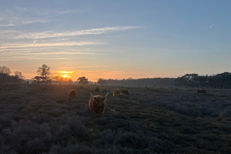 Schotse hooglanders einde middag