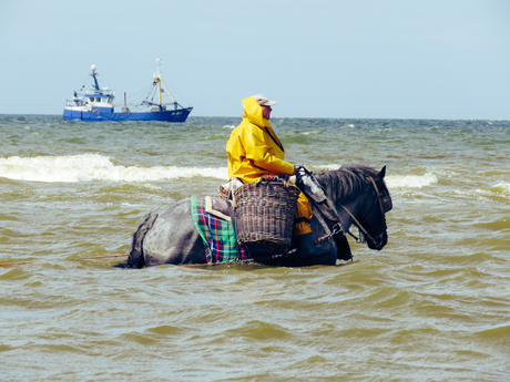 Garnaalvisser te paard