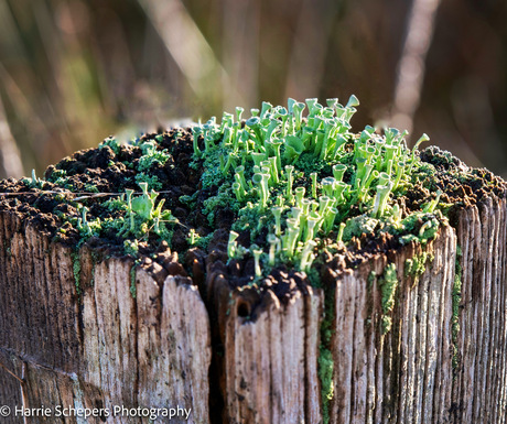 Natuur neemt over