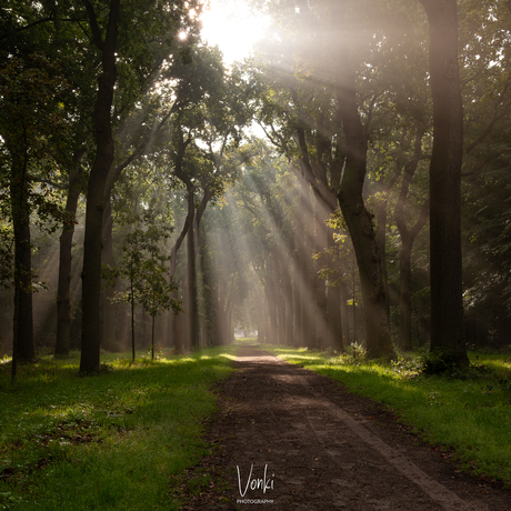 Zonnestralen in het bos