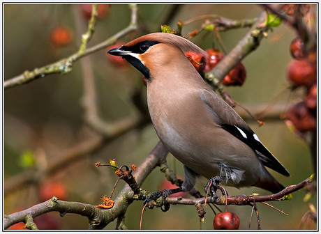 Pestvogel