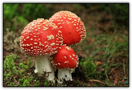 Rood met Witte stippen