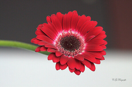 Vurige Gerbera