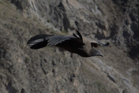 Peruaanse Condor juvenile