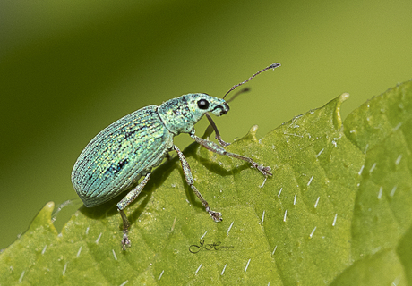 Groene struiksnuitkever