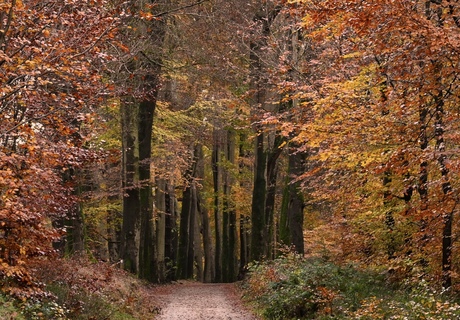 Herfstbos