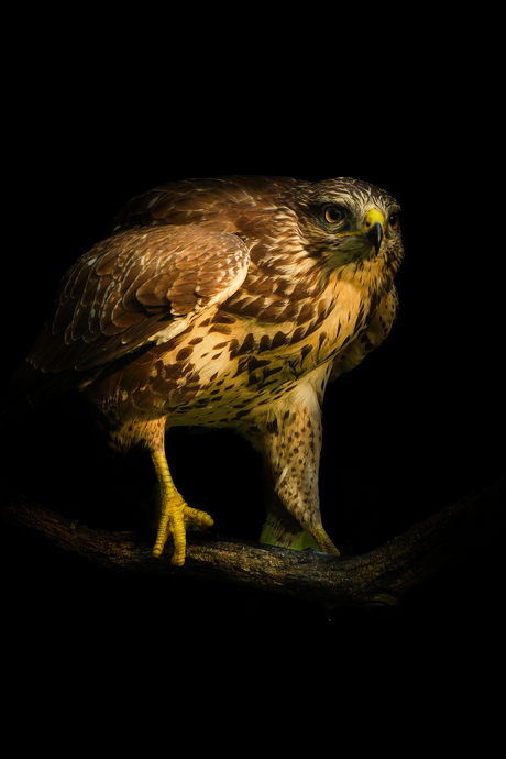 Buizerd