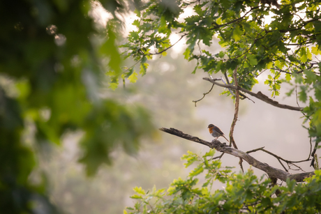 Sprookjesachtige roodborst