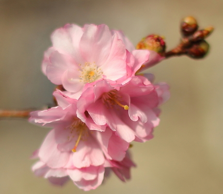 Lente in Muziekwijk