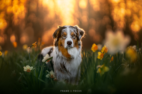 Koda