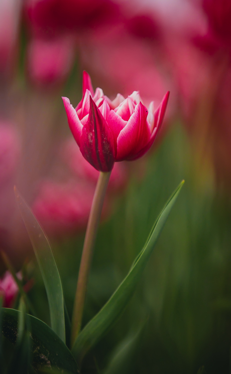 Tulpen