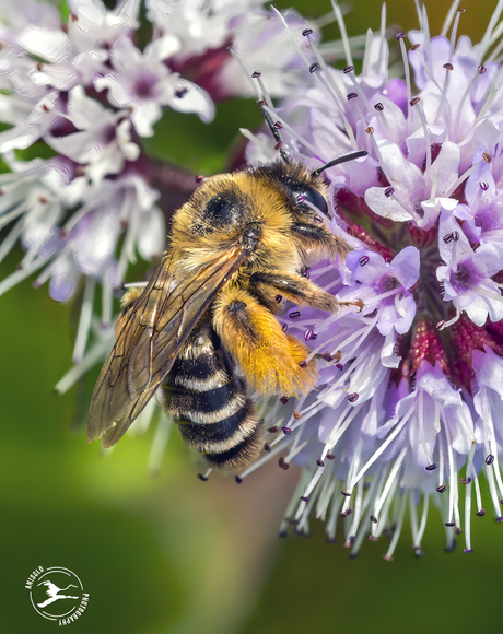 Pluimvoetbij doet zijn naam eer aan