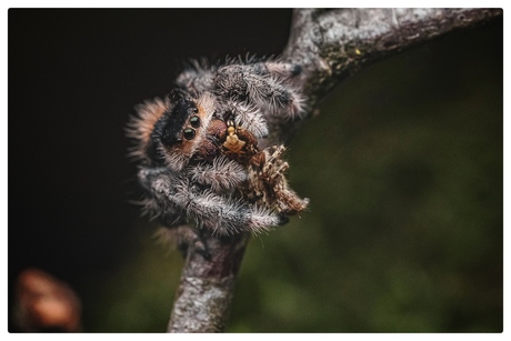 Phidippus regius isla juventud