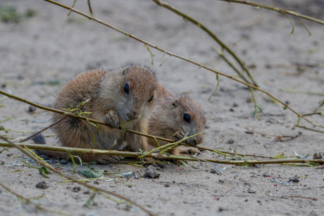Jonge prairiehonden
