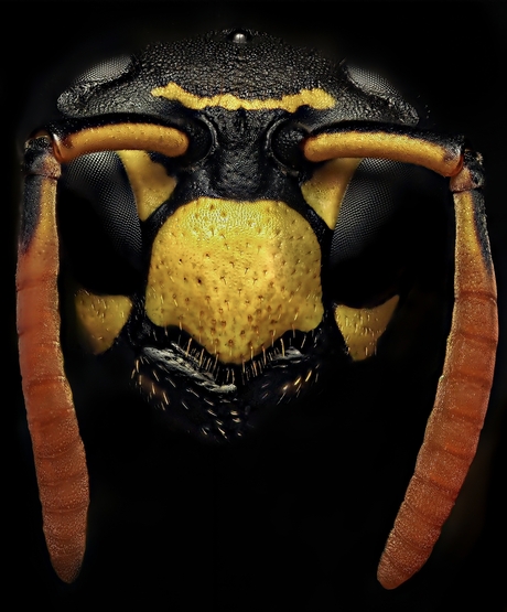 Portret van een Franse veldwesp 