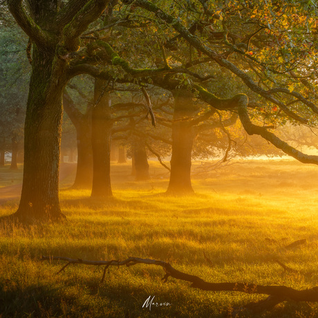 Deelerwoud in de mist