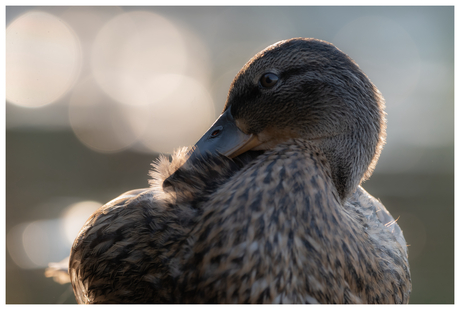 In de vroege ochtend…