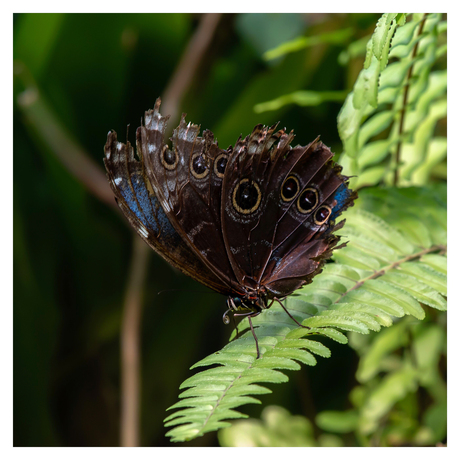 Morpho Peleides in mono