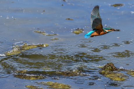 Ijsvogel, en dan eindelijk iets te pakken