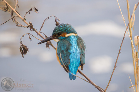 Ijsvogel (Alcedo atthis)