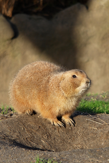 prairie hondje