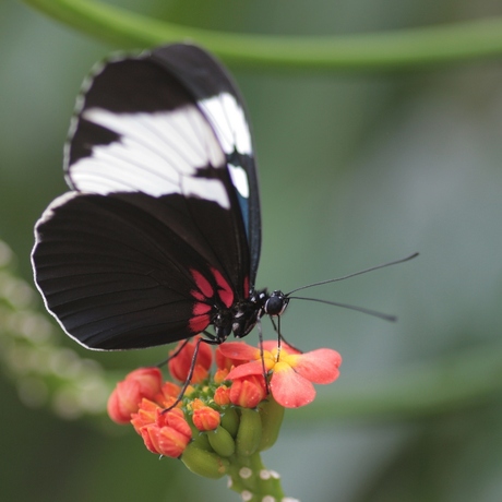 Vlindertuin Emmen