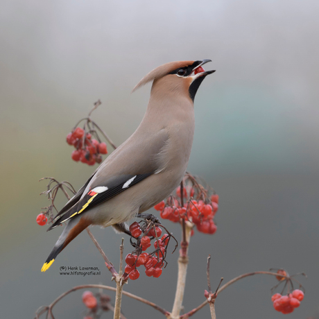 Pestvogel met bes