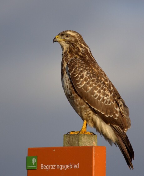 Buizerd