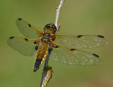 Libellula quadrimaculata