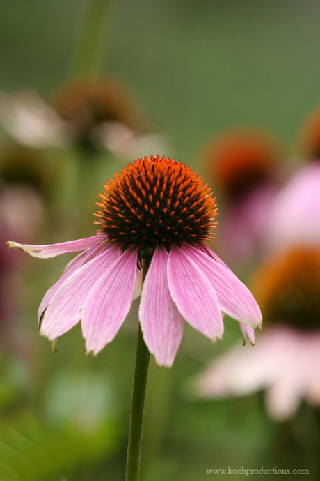 mooie macro van een bloem