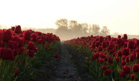 Zonsopkomst tussen de tulpenbollenvelden