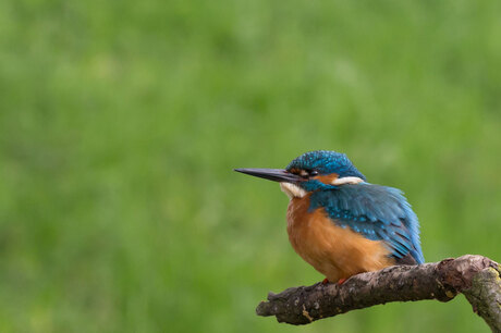 ijsvogel