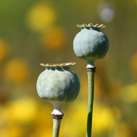 Papaver bollen