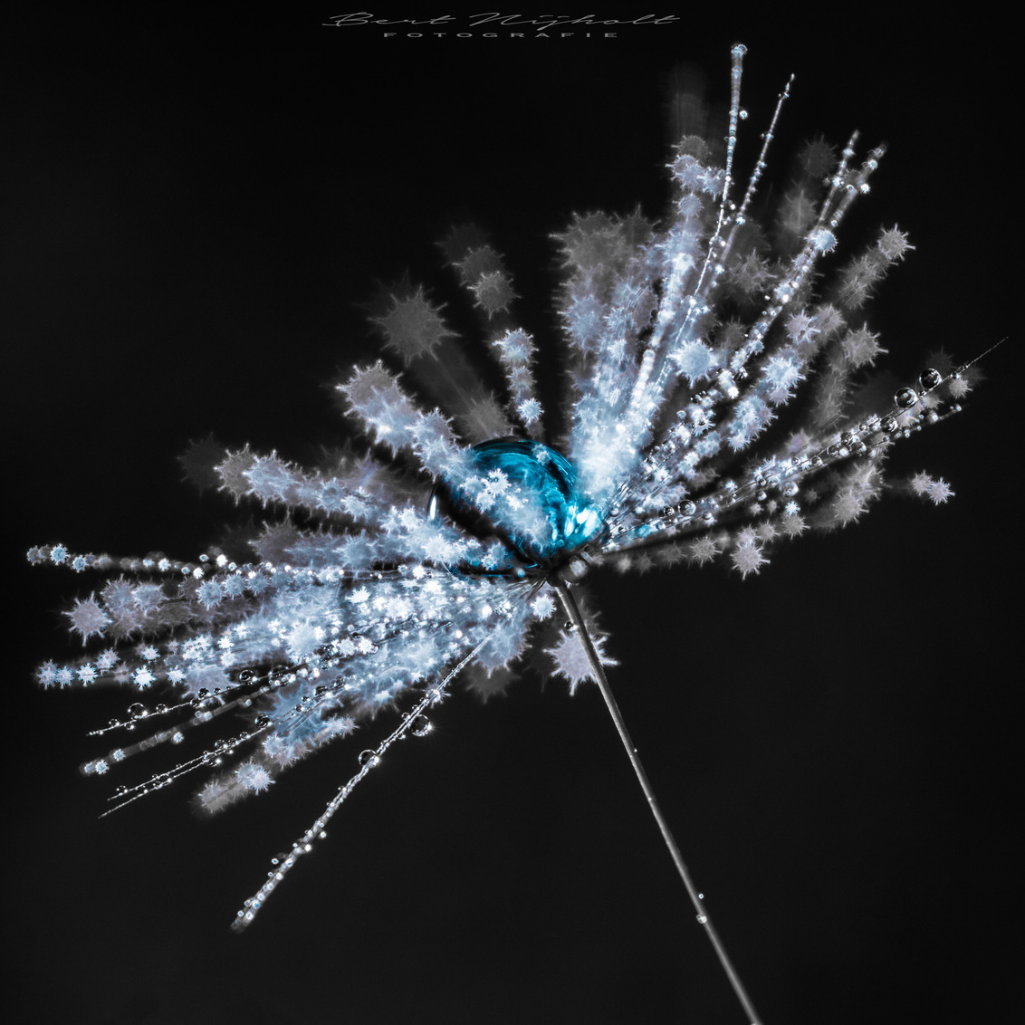 Bokehlicious - - - foto door bertnijholt op 11-01-2016 - deze foto bevat: macro droplet druppel dandelion bokeh