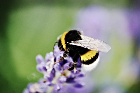 Hommel