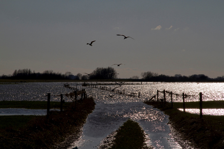 Hoog Water