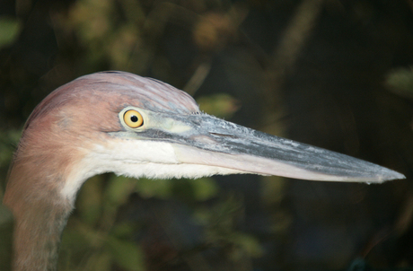 aligator reiger