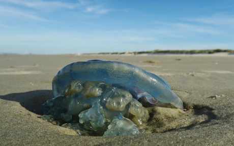 vreemde kwal op het strand van Ameland