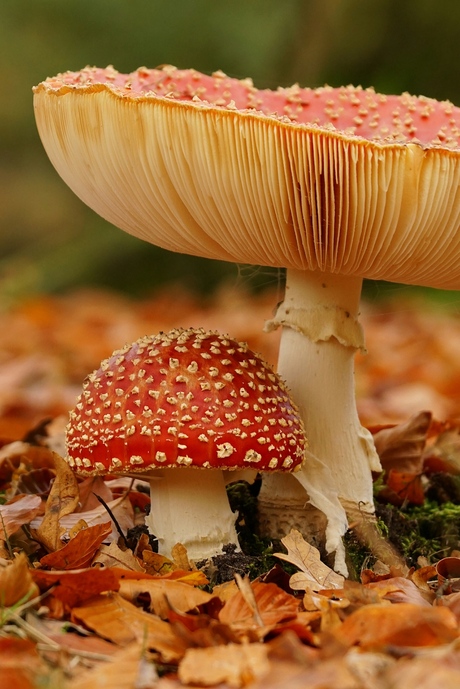 Schuilen bij mijn familie