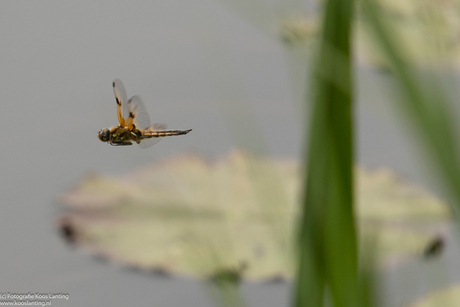 Libelle in de vlucht
