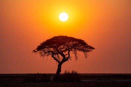 Hét Afrika plaatje