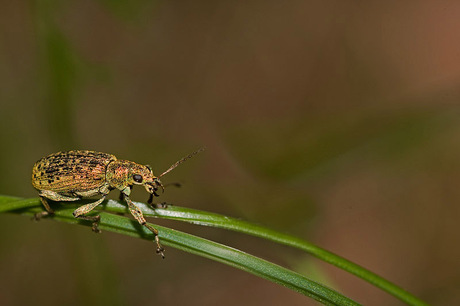 Groene snuitkever