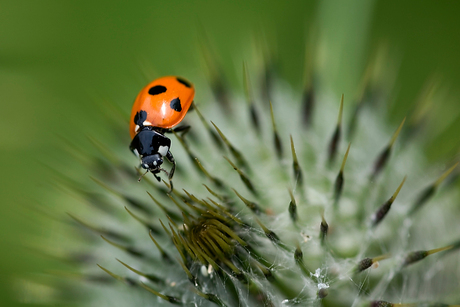 thrillseeking ladybug