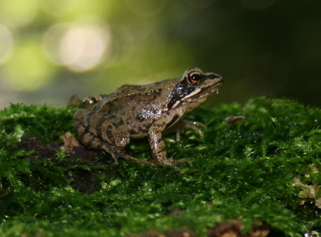 Kikker in t groen