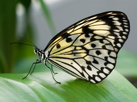 Vlinder in Artis